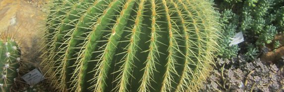 A story from Bertrid the Cactus